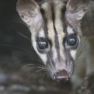 Banded Civet (Hemigalus derbyanus)
