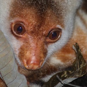Common Spotted Cuscus (Spilocuscus maculatus)