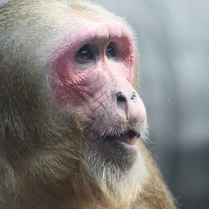 Stump-tailed Macaque (Macaca arctoides)