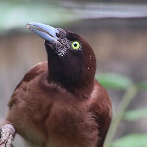 Greater Bird-of-paradise (Paradisaea apoda)