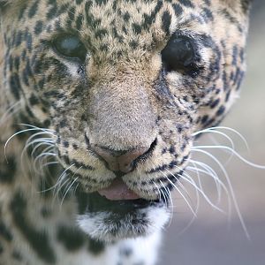 Javan Leopard (Panthera pardus melas)
