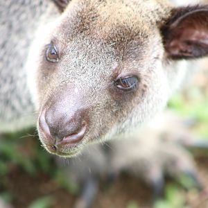 Grizzled Tree Kangaroo (Dendrolagus inustus)