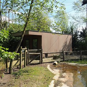 Humboldt penguin holding building, 2023-04-30