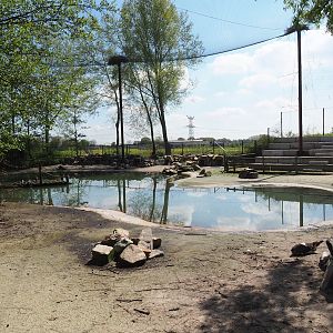 Humboldt penguin exhibit, 2023-04-30