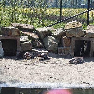 Humboldt penguin nests, 2023-04-30