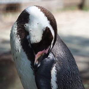 Humboldt penguin (Spheniscus humboldti), 2023-04-30
