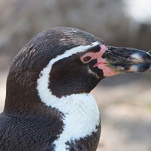 Humboldt penguin (Spheniscus humboldti), 2023-04-30