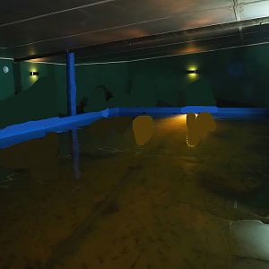 Doctor fish/Garra rufa fish tank, 2023-04-30