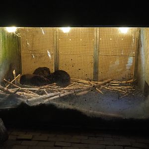 American beaver den, 2023-04-30