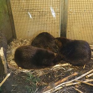 American beavers (Castor canadensis), 2023-04-30