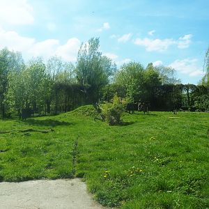 African lion exhibit, 2023-04-30
