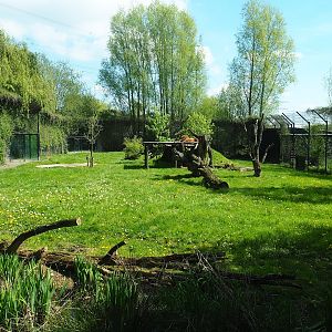 African lion exhibit, 2023-04-30