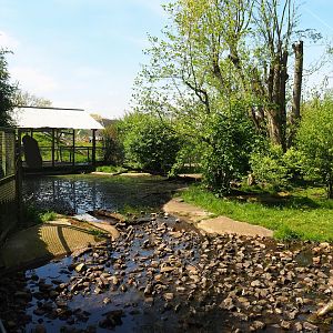 Raccoon and Striped skunk exhibit, 2023-04-30