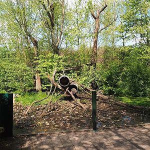 Raccoon and Striped skunk exhibit, 2023-04-30