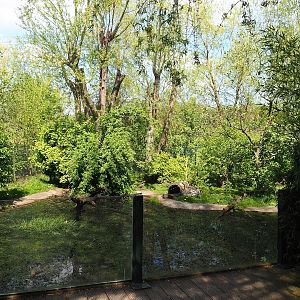 Raccoon and Striped skunk exhibit, 2023-04-30