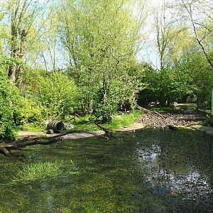 Raccoon and Striped skunk exhibit, 2023-04-30