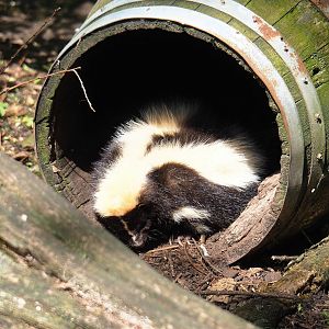 Striped skunk (Mephitis mephitis), 2023-04-30