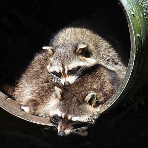 Raccoons (Procyon lotor), 2023-04-30