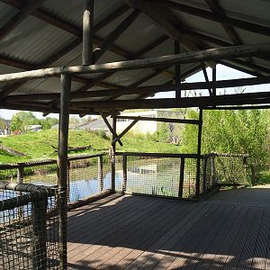 Chimpanzee and Raccoon/Striped skunk viewing area, 2023-04-30