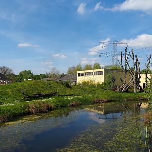 Western chimpanzee island, 2023-04-30