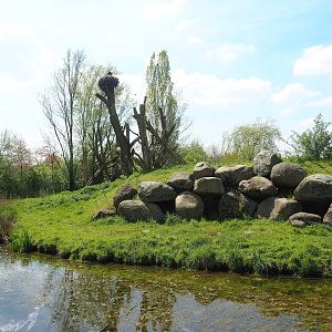 Western chimpanzee island, 2023-04-30