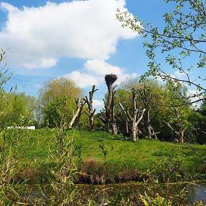 Western chimpanzee island, 2023-04-30