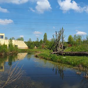 Western chimpanzee island, 2023-04-30