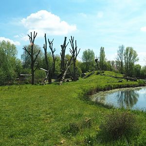 Western chimpanzee island, 2023-04-30