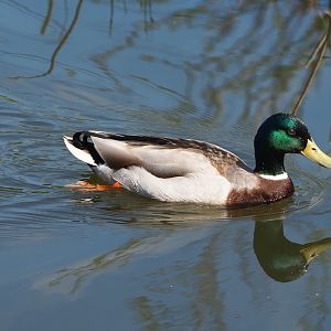 Wild Mallard drake (Anas platyrhynchos), 2023-04-30