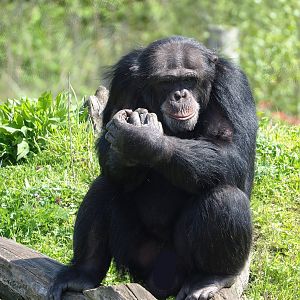 Western common chimpanzee (Pan troglodytes verus), 2023-04-30