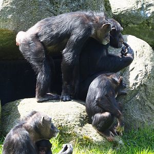 Western common chimpanzees (Pan troglodytes verus), 2023-04-30