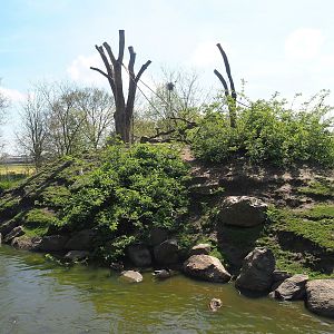 Barbary macaque island, 2023-04-30