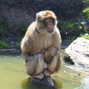 Barbary macaque (Macaca sylvanus), 2023-04-30