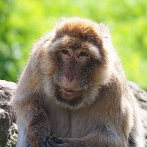 Barbary macaque (Macaca sylvanus), 2023-04-30