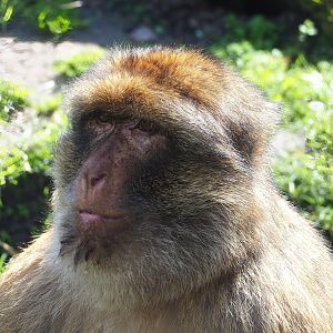 Barbary macaque (Macaca sylvanus), 2023-04-30