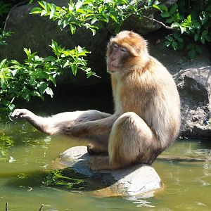 Barbary macaque (Macaca sylvanus), 2023-04-30