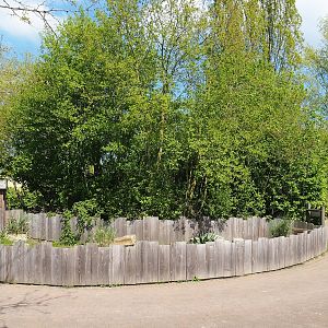 Hermann's tortoise exhibit, 2023-04-30