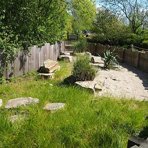 Hermann's tortoise exhibit, 2023-04-30