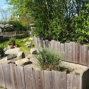 Hermann's tortoise exhibit, 2023-04-30