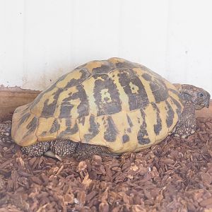 Hermann's tortoise (Testudo hermanni), 2023-04-30