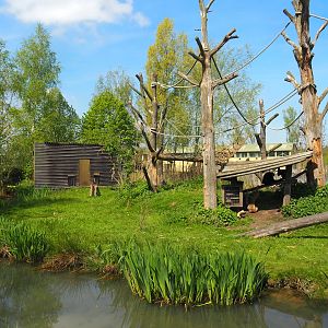 Northern white-cheeked gibbon island, 2023-04-30