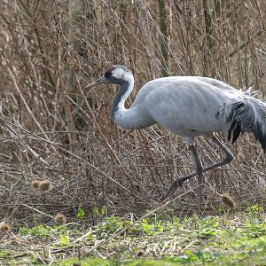 Common crane (wild) WWT Slimbridge, UK