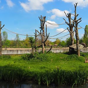 Northern white-cheeked gibbon island, With Asian elephant exhibit in the background, 2023-04-30