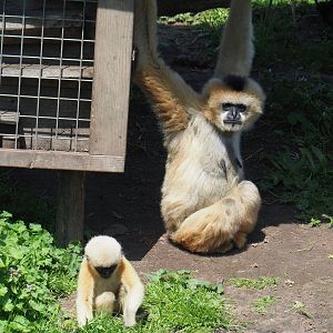 Northern white-cheeked gibbons (Nomascus leucogenys), 2023-04-30