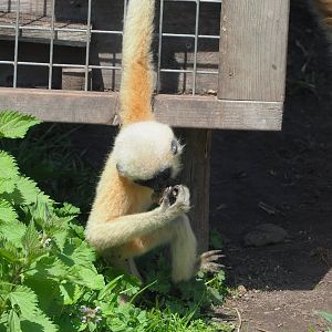 Northern white-cheeked gibbon youngster (Nomascus leucogenys), 2023-04-30