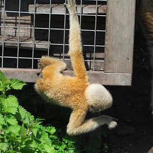 Northern white-cheeked gibbon youngster (Nomascus leucogenys), 2023-04-30