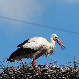 European white stork (Ciconia ciconia), 2023-04-30
