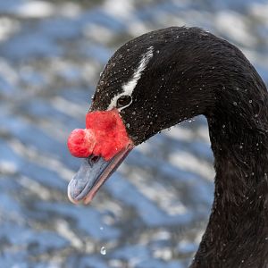 Black necked swan, WWT Slimbridge, UK