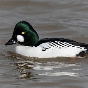 Common goldeneye, WWT Slimbridge, UK