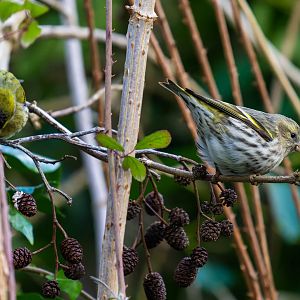 Siskin (wild), UK